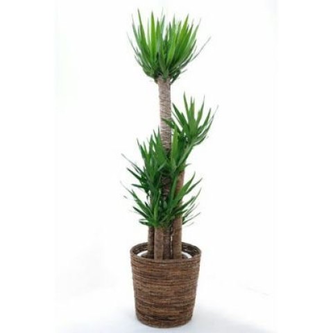 観葉植物　ユッカ